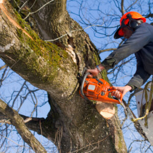tree Surgery worcester