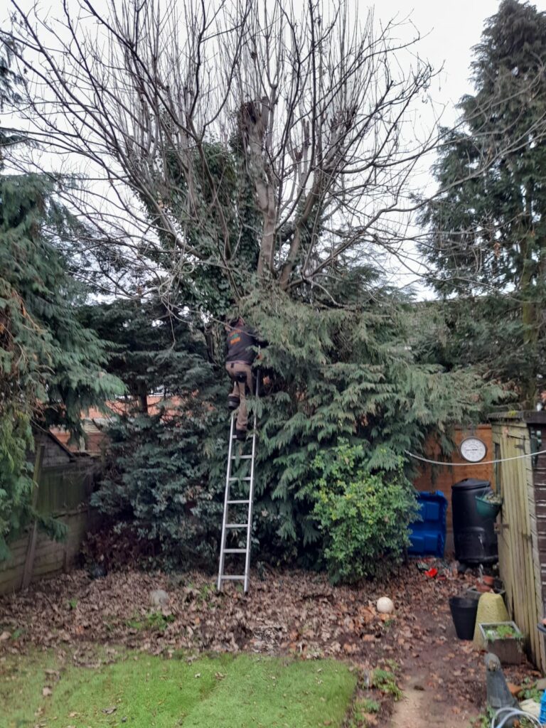 tree surgeon worcester