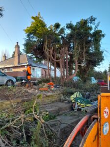 Cutting down trees in stourbridge