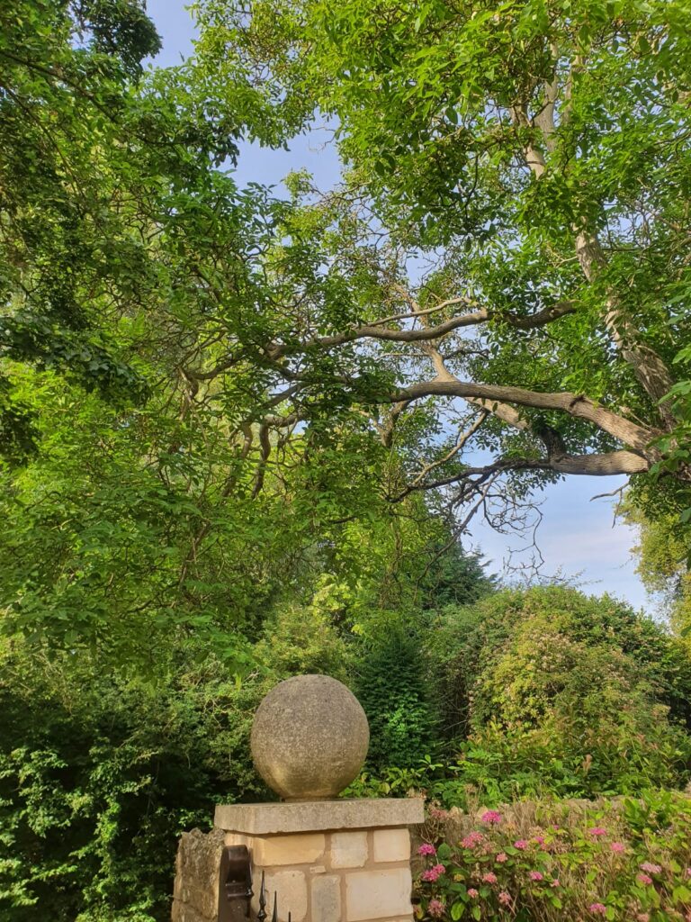 tree Surgery Worcester