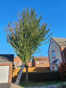 Tree Surgery Worcester