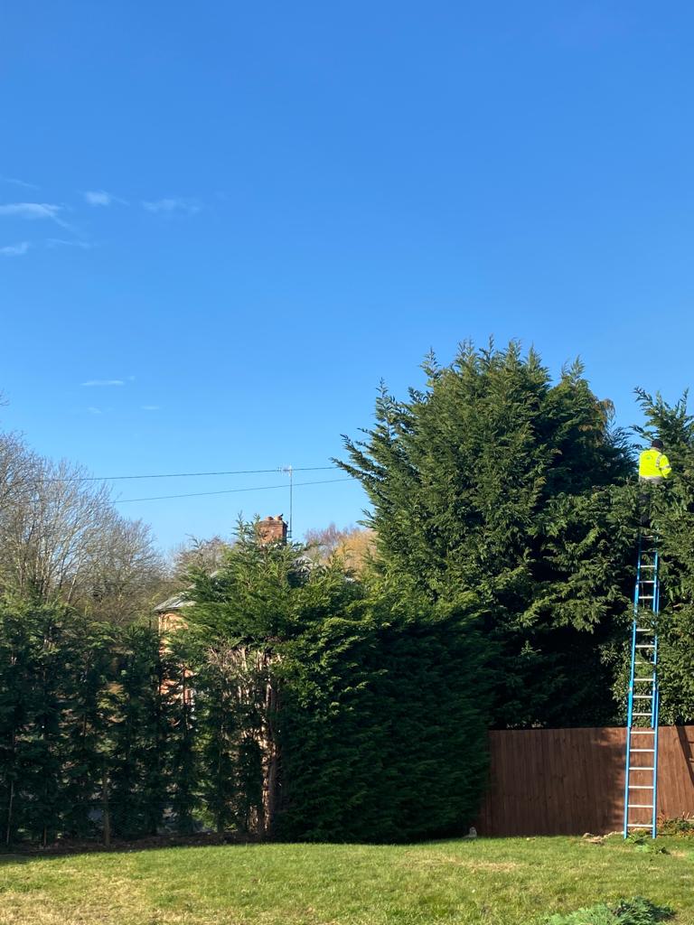 tree and hedge maintenance worcester