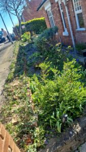 tree hedge maintenance worcester